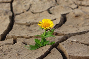 Provinciale PvdA stelt vragen over Gelderse klimaatadaptatie